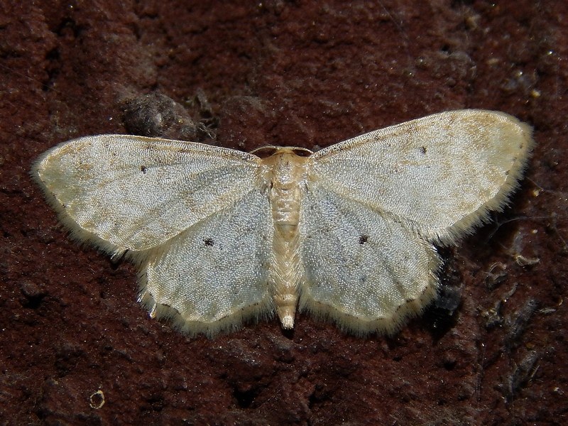 Piccola falena (Geometridae?) da ID
